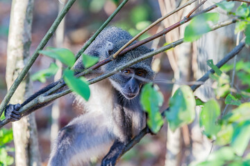 Sykes monkey. Watamu, Kenya, Africa.
