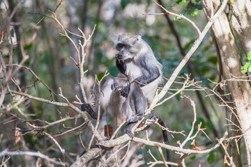Sykes monkey. Watamu, Kenya, Africa.