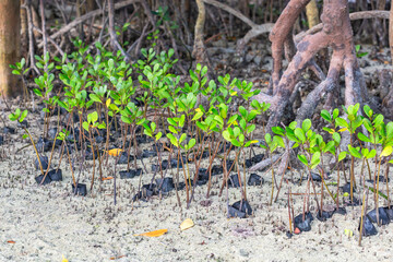 Ceriops tagal seeds. Mangroves. Mida Creek. Watamu, Kenya.
