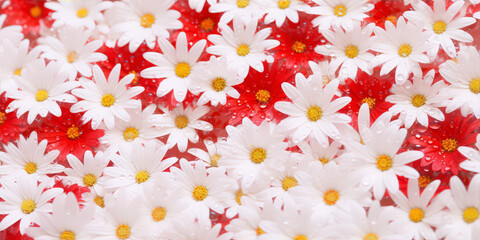 vibrant red and white daisy flowers with water drops in macro, floral photography, still life, interior design, pop art