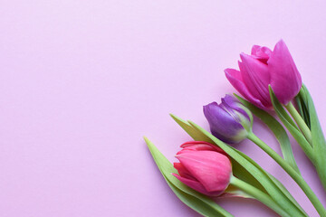 Bouquet of colorful spring tulips for Mother's Day or Women's Day on a  pink background.  Copy space