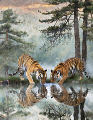 Fototapeta premium Relaxed two tigers