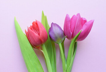 Bouquet of colorful spring tulips for Mother's Day or Women's Day on a pink background. Top view in flat style.