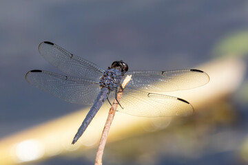 Slaty Skimmer dragonfly perched on stick - 770133481