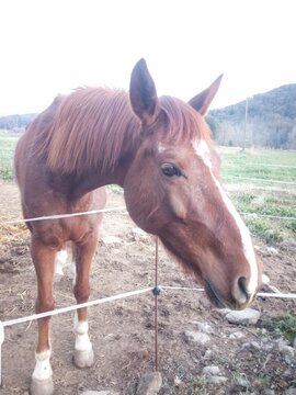 Docile Steed freedom,D&oacute;cil Corcel libertad 