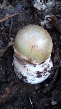 The birth of a being Nature..El nacimiento de un ser de la Naturaleza 