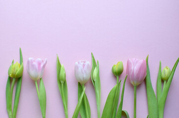 Bouquet of colorful spring tulips and place for text for Mother's Day or Women's Day on a pink background. Copy space