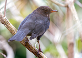 Blackbird (Turdus merula) - Europe, North Africa, and parts of Asia