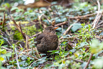 Blackbird (Turdus merula) - Europe, North Africa, and parts of Asia