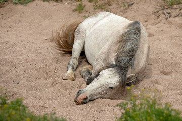 White wild horse stallion rolling in dry sandwash  in the Salt River wild horse management area near Scottsdale Arizona United States