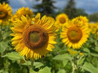 Sunflowers in full Bloom
