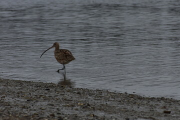 wading sandpiper - Powered by Adobe