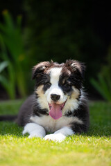A young border collie in a garden. 