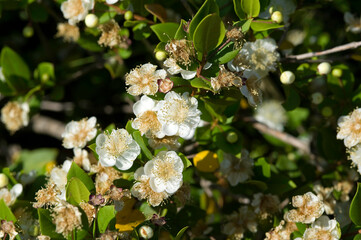 Myrtle Myrtus communis shrub in full flower, Alghero, Sardinia, Italy