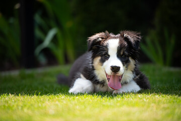 A young border collie in a garden. 