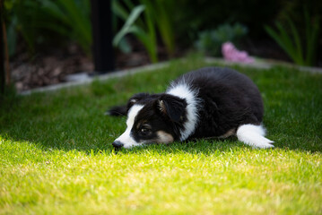 Naklejka na ściany i meble A young border collie in a garden. 