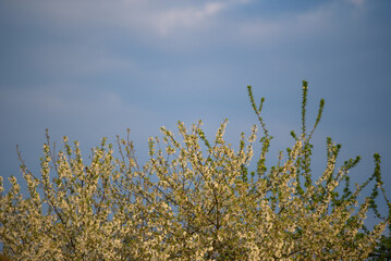 A cherry tree in full bloom. 