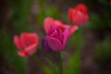 An isolated tulip with blurred backgorund. 