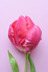 Pink parrot tulip flower. Corrugated tulip petals. Selective focus.