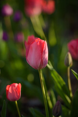 An isolated tulip with blurred backgorund. 