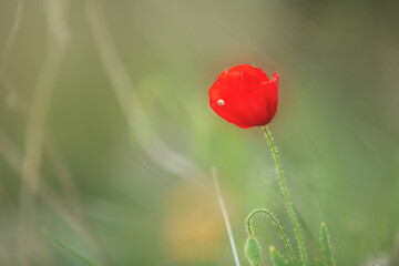 Wild poppy flower on the green field in rural Greece at sunset - 770140295