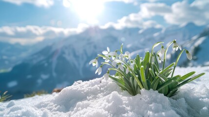 Photo of beautiful snowdrops coming out of snow