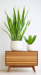 A photo of snake plants in pots on a mid-century modern credenza against a white background.