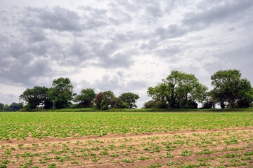 Crops in a field in North Norfolk, Engalnd in spring