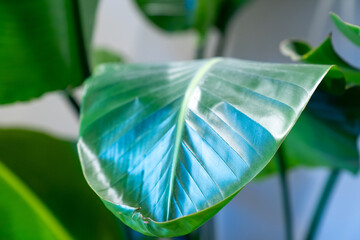 Obraz premium close up of a banana leaf