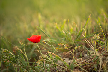 Wild poppy flower on the green field in rural Greece at sunset - 770143290