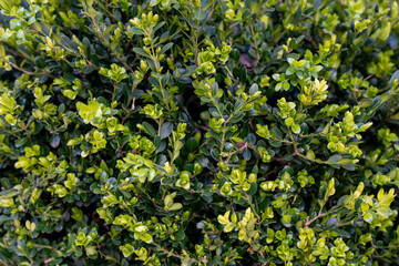 green leaves background