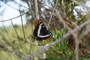 lorquin's admiral butterfly on a tree - obrazy, fototapety, plakaty