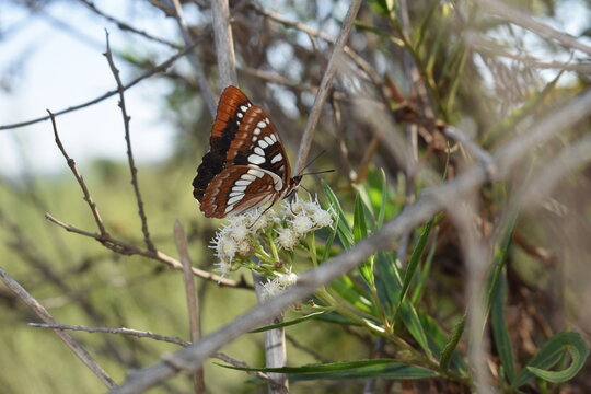 `lorquin's admiral butterfly on branch  