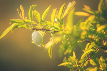Almond tree branch with green almond fruit in Greece at sunset. Close up of almond nuts. Background