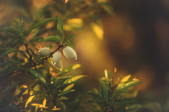 Almond tree branch with green almond fruit in Greece at sunset. Close up of almond nuts. Background