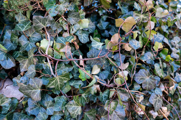 ivy on the wall
