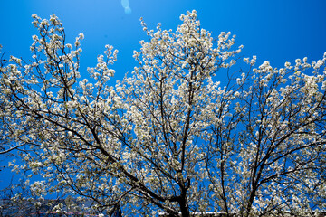 Spring Blooming Cherry tree in Manhattan, New York, USA