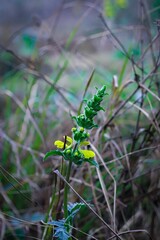  Beautiful flower plant and green herbs