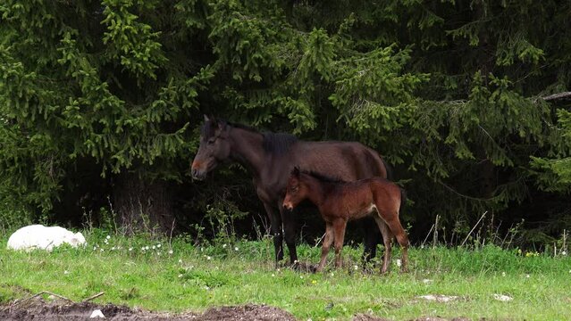 A mare and her foal graze peacefully in a grassy field, surrounded by a natural landscape of shrubs and forests