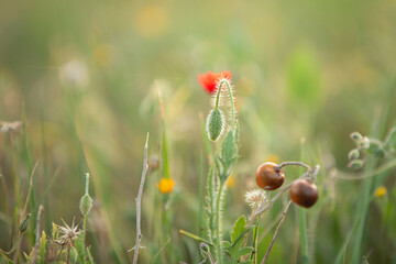 poppy sprout in Greece. Sprout of a young poppy at sunset. Close-up of a green poppy field in spring day - 770148040