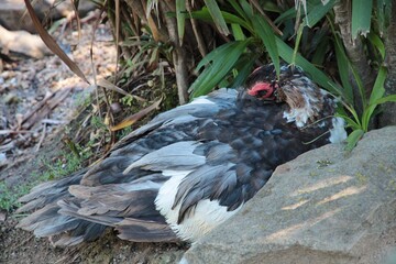 Wild Muscovy duck (Cairina moschata) resting by lake, Victoria, Australia