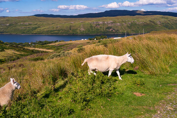 Sheep on the Isle of Skye in Scotland
