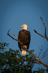 close-up detailed image of a bald eagle perched on a branch