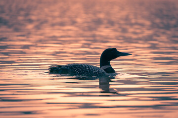 Wild loon swimming on top of the lake with its wings outstretched in the wild 