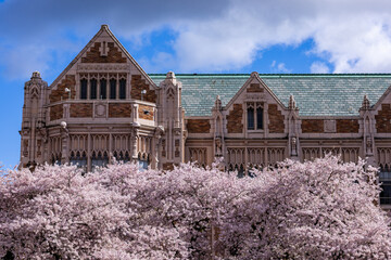 Cherry blossoms blooming and petals on the ground with blue skies and old buildings in the...