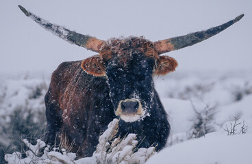 Aggressive strong bull staring in a snow storm