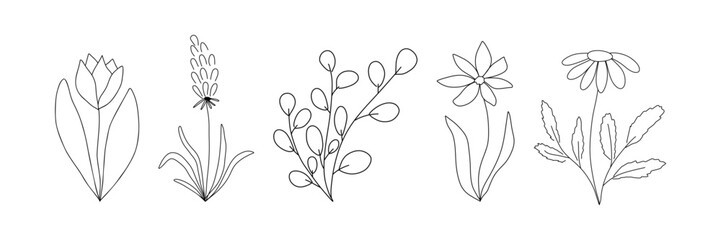 Botanical art set. Hand drawn continuous line drawing of wildflowers, floral, tulip, primrose, chamomile, leaves, spring and summer leaf. Vector illustration.