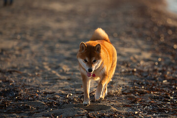 Cute Red Shiba Inu running on the beach at sunset in Greece - 770155889