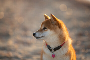 Portrait of cute Red shiba inu dog is walking at the seaside during the sunset in Greece. - 770156042