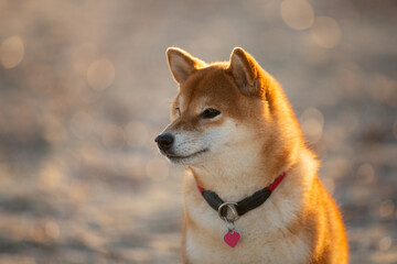 Portrait of cute Red shiba inu dog is walking at the seaside during the sunset in Greece. - 770156204